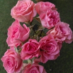Elegant Rosever Roses d'Equateur Branchue Ethiflora